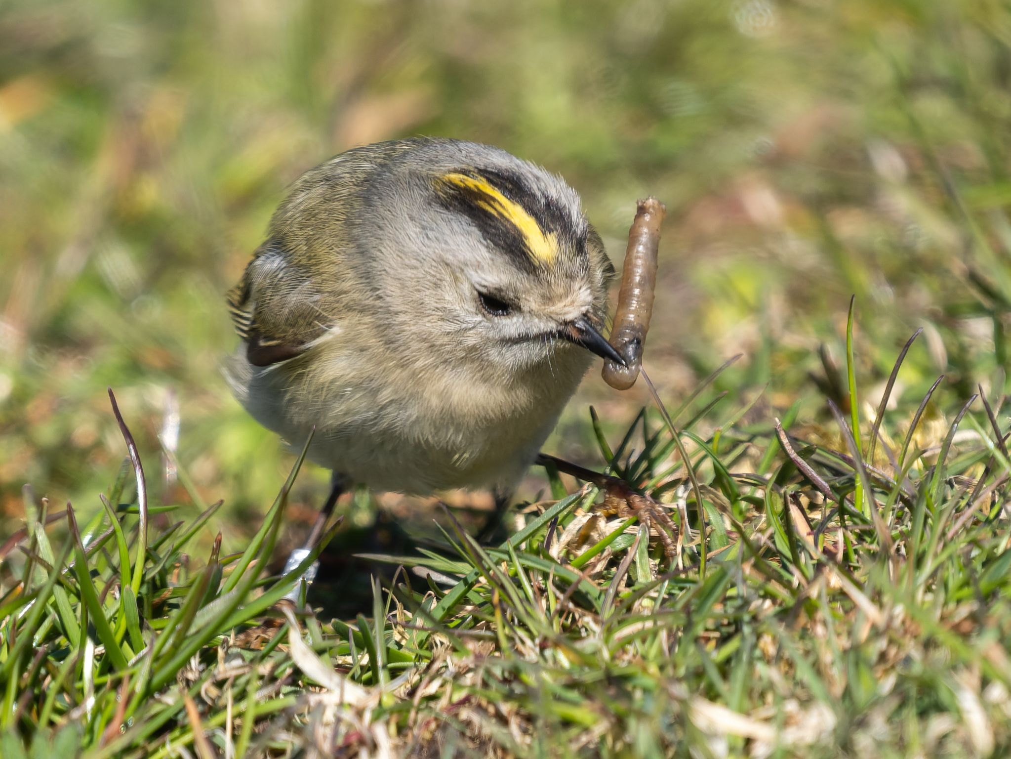 348 260424 1529 H  1HR5259 DxO DeepPRIME 3